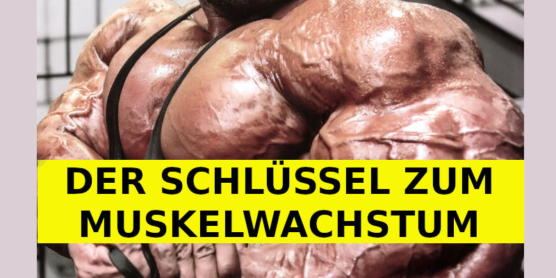 DER SCHLÜSSEL ZUM MUSKELWACHSTUM